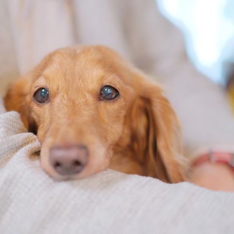 ペットちゃんがお亡くなりになられたら